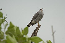 Gray Hawk (Buteo nitidus) calling from perch, Ecuador