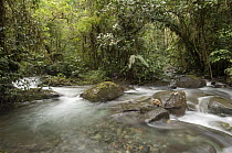 Los Cedros River, Cotacachi-Cayapas Reserve, Ecuador
