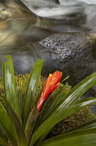 Bromeliad (Guzmania melinonis) flowering next to stream in cloud forest, Ecuador