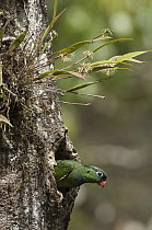 Red-billed Parrot (Pionus sordidus) emerging from nest cavity, Ecuador