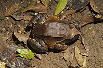 Smokey Jungle Frog (Leptodactylus pentadactylus) camouflaged in leaf litter, Amazon, Ecuador