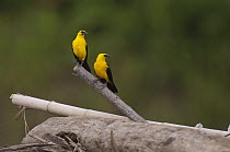 Oriole Blackbird (Gymnomystax mexicanus) pair, Ecuador