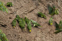 Yellow-crowned Parrot (Amazona ochrocephala) flock feeding at clay lick, Amazon, Ecuador