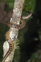 Green Anaconda (Eunectes murinus) climbing up tree with tongue extended, Amazon, Ecuador