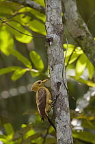 Cream-colored Woodpecker (Celeus flavus) female clinging to tree, Ecuador