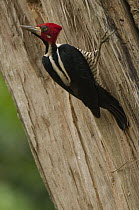 Crimson-crested Woodpecker (Campephilus melanoleucos) male clinging to tree, Amazon, Ecuador