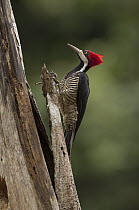 Crimson-crested Woodpecker (Campephilus melanoleucos) female, Amazon, Ecuador