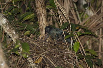 Greater Ani (Crotophaga major) parent feeding young in nest, Amazon, Ecuador