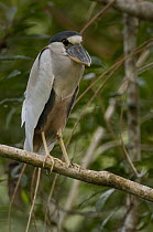 Boat-billed Heron (Cochlearius cochlearius), Ecuador