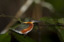 American Pygmy Kingfisher (Chloroceryle aenea) male, Ecuador