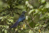 Greater Ani (Crotophaga major), Ecuador