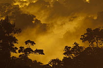Sunset over rainforest, Amazon, Ecuador