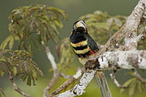 Many-banded Aracari (Pteroglossus pluricinctus), Amazon, Ecuador