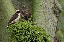 Laughing Falcon (Herpetotheres cachinnans) at nest, Ecuador