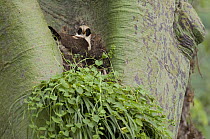 Laughing Falcon (Herpetotheres cachinnans) on nest, Ecuador