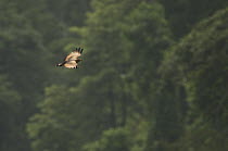 Savannah Hawk (Buteogallus meridionalis) flying and carrying prey, Ecuador