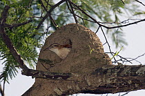 Pale-legged Hornero (Furnarius leucopus) in nest, Ecuador