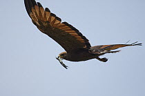 Savannah Hawk (Buteogallus meridionalis) flying and carrying prey, Ecuador