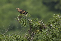 Savannah Hawk (Buteogallus meridionalis) with prey, Ecuador