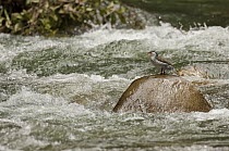 Torrent Duck (Merganetta armata) male on rock in stream, Ecuador