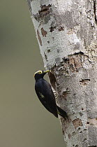 Yellow-tufted Woodpecker (Melanerpes cruentatus) female bringing food to nest, Ecuador