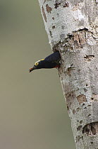 Yellow-tufted Woodpecker (Melanerpes cruentatus) female emerging from nest cavity, Ecuador