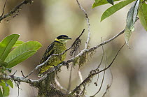 Scaled Fruiteater (Ampelioides tschudii) male, Ecuador