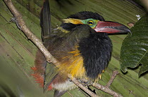 Golden-collared Toucanet (Selenidera reinwardtii) male, Ecuador