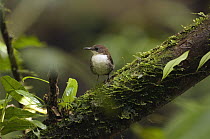 Southern Nightingale-Wren (Microcerculus marginatus), Ecuador