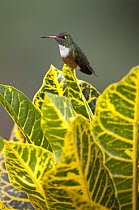 Amazilia Hummingbird (Amazilia amazilia), Ecuador