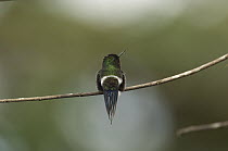 Green Thorntail (Discosura conversii) male, Ecuador