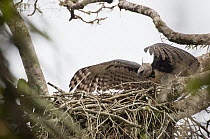 Harpy Eagle (Harpia harpyja) landing at nest, Ecuador