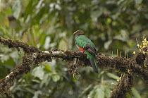 Golden-headed Quetzal (Pharomachrus auriceps), Ecuador