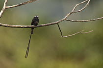 Long-tailed Tyrant (Colonia colonus), Ecuador