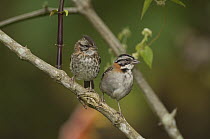 Rufous-collared Sparrow (Zonotrichia capensis) male and female, Ecuador