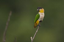 Black-headed Parrot (Pionites melanocephala), Ecuador