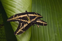 Thoas Swallowtail (Papilio thoas) butterfly pair mating, Ecuador