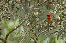 Red-hooded Tanager (Piranga rubriceps), Ecuador