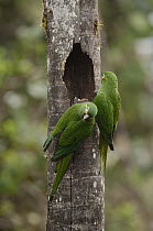 Golden-plumed Parakeet (Leptosittaca branickii) pair at nest cavity, Ecuador