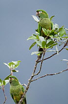 Golden-plumed Parakeet (Leptosittaca branickii) pair, Ecuador