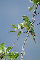 Golden-plumed Parakeet (Leptosittaca branickii), Ecuador
