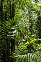 Rainforest interior showing a diversity of plants, Amazon, Ecuador