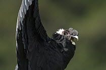 Andean Condor (Vultur gryphus) male basking, Ecuador