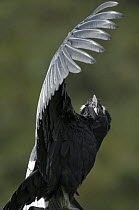 Andean Condor (Vultur gryphus) male basking, Ecuador