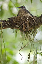 Sunbittern (Eurypyga helias) parent on nest, Ecuador