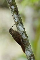 Brown-billed Scythebill (Campylorhamphus pusillus), Colombia