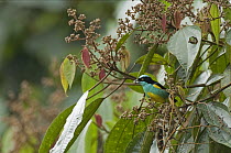 Black-faced Dacnis (Dacnis lineata) male feeding on fruit, Colombia