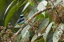 Black-faced Dacnis (Dacnis lineata) male, Colombia