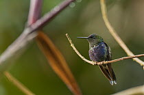 Violet-crowned Woodnymph (Thalurania colombica) hummingbird female, Colombia