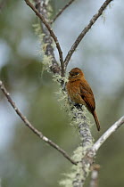 Cinnamon Flycatcher (Pyrrhomyias cinnamomea) calling, Colombia